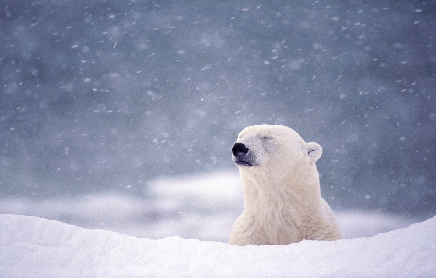 Polar