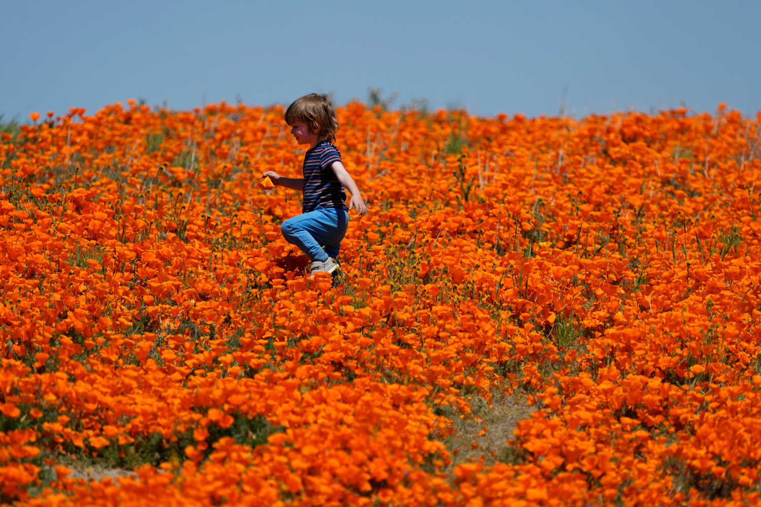 Will there be a super bloom in California 2023?