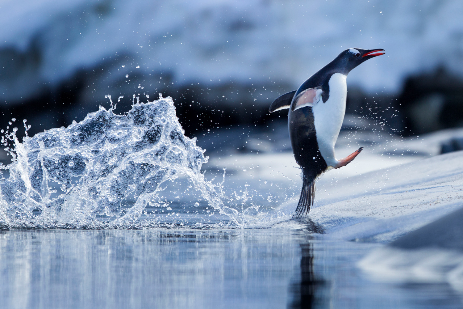 penguin jumping