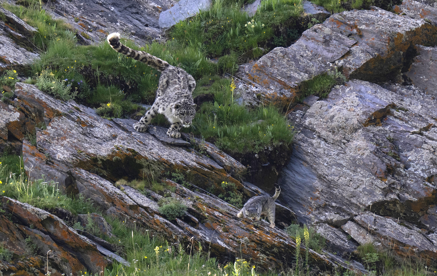 Why this captured snow leopard is exciting researchers