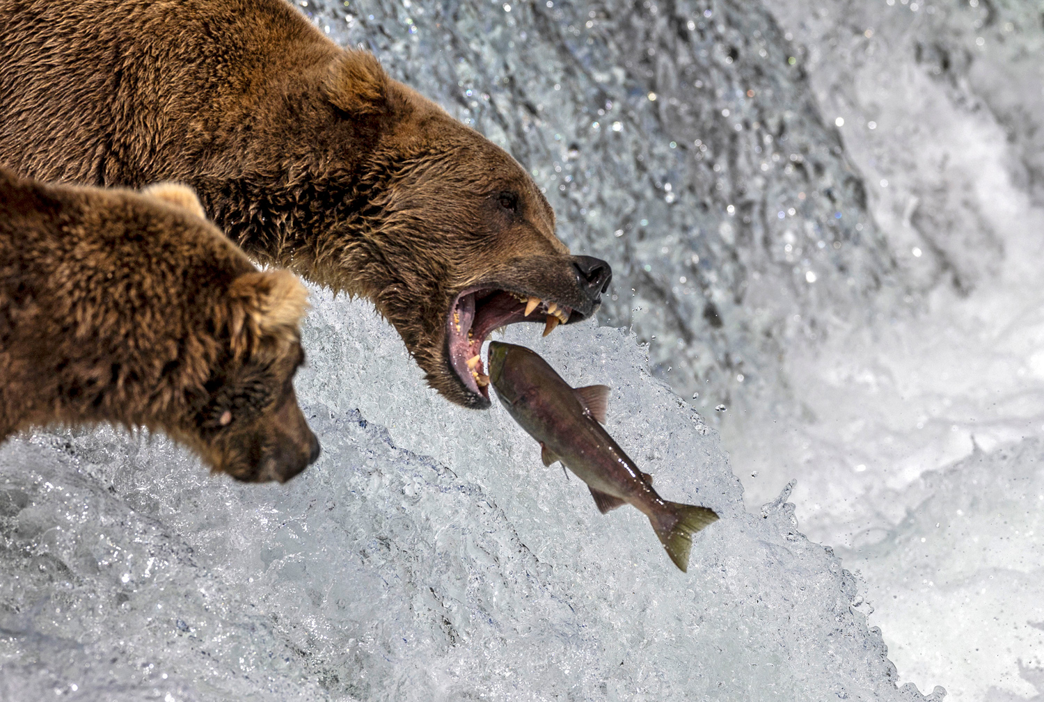 Grizzly bear conservation must focus on habitat quality and