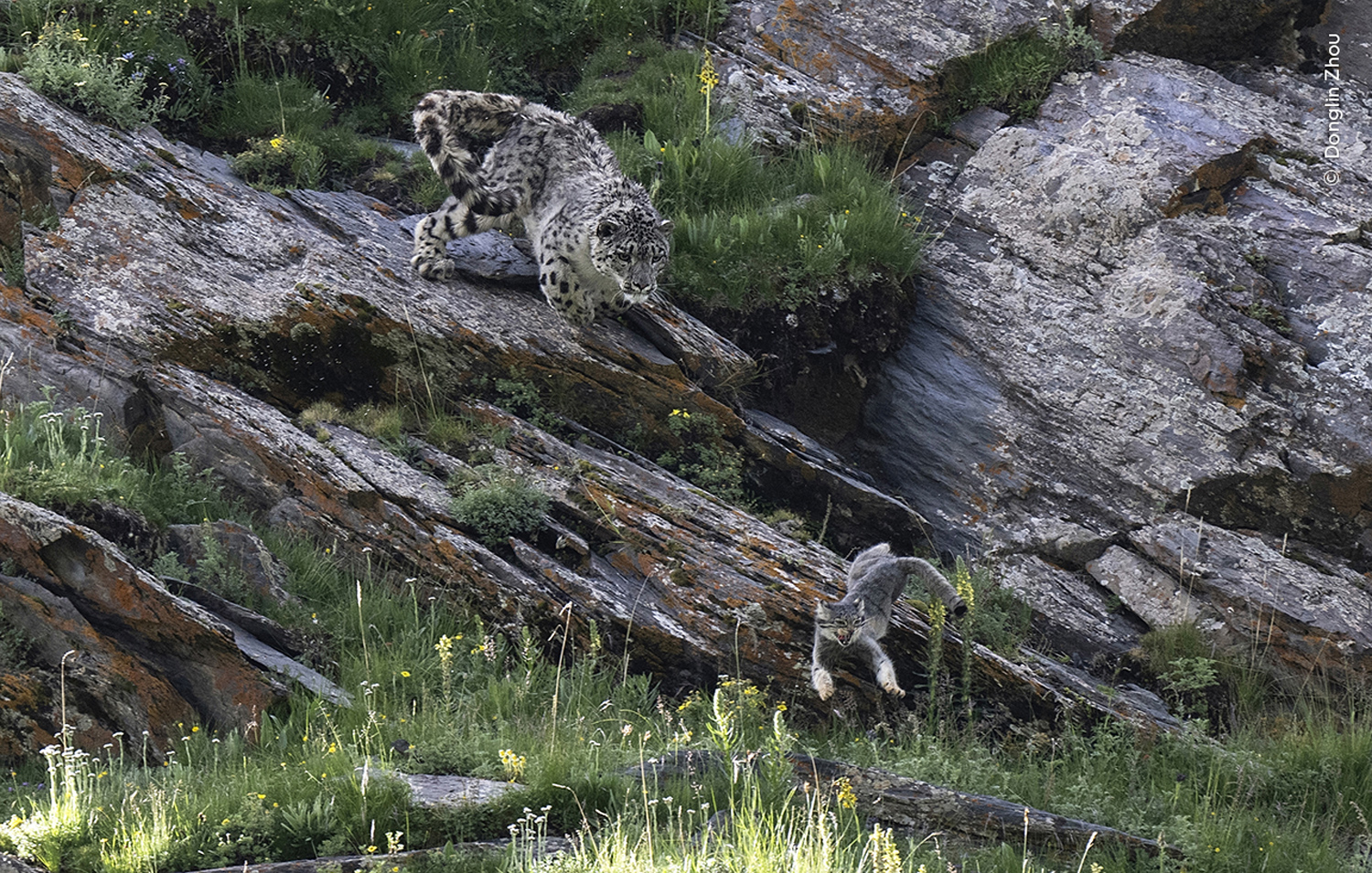 World of the snow leopard, Wildlife Photographer of the Year