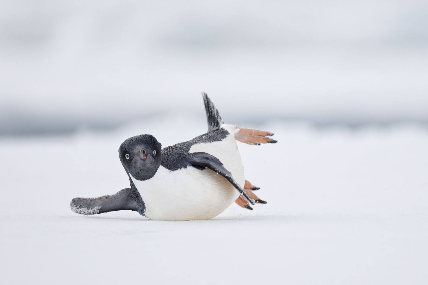Winners of the Bird Photographer of the Year 2024 - The Atlantic, image size:1500x1000