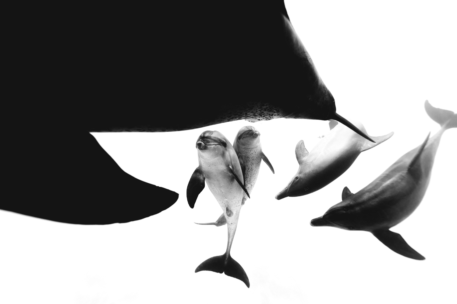 Underwater Photographer Of The Year Winning Images Blancpain Partner