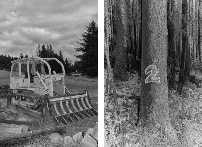 2 photos: a bulldozer with specialized blade and a tree spray-painted with the number 