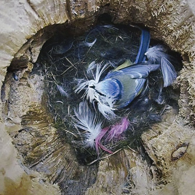 a blue tit decorating a nest with feathers