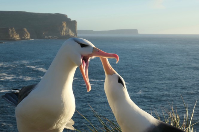 two black-browed albatrosses