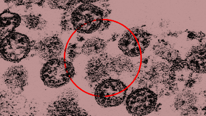 An image of a circle with viral particles.