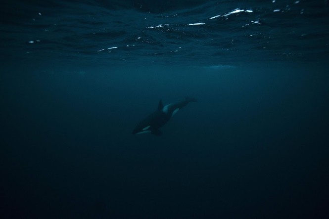 An Orca whale swims underwater.