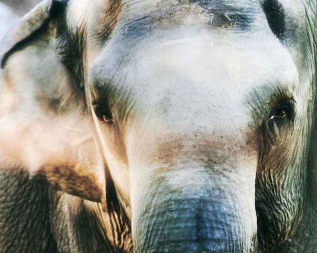 Close-up of Happy the Elephant's face