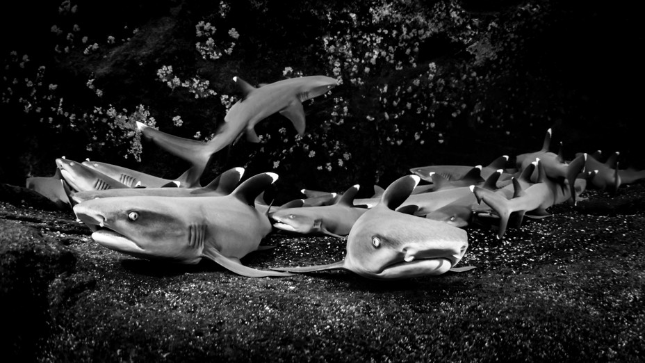 white tip sharks feeding around a reef in black and white
