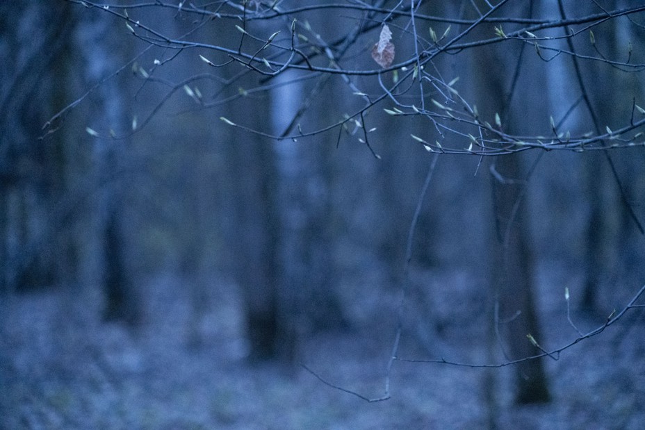 Photograph of a forest next to Moscow, Russia