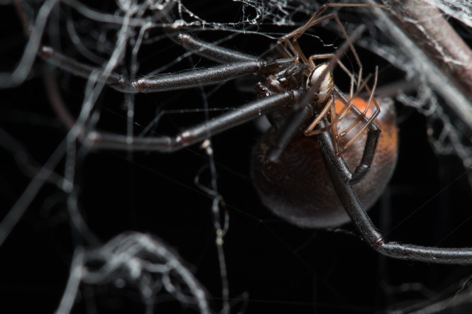 two redback widow spiders mating