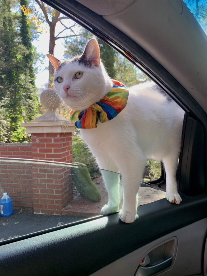 a white cat with gray spots, straddling the half-rolled-down window of a car and wearing a rainbow collar