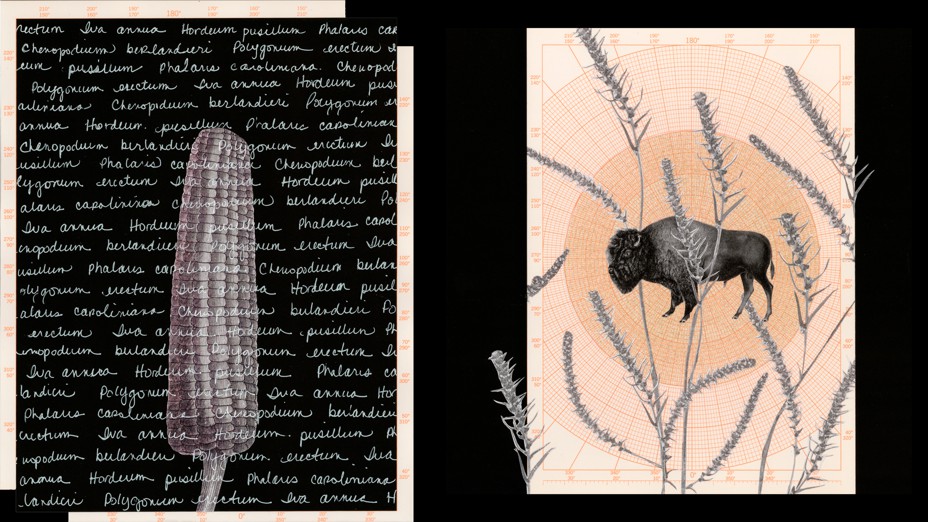 illustration corn with text and buffalo