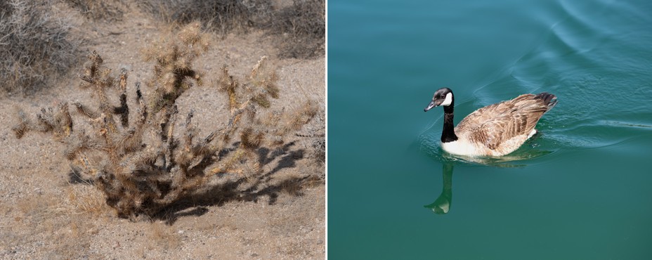 Diptych showing dry vegetation in Bonanza Springs and a duck in Rancho Santa Margarita