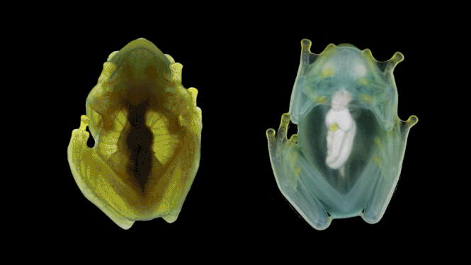 A glass frog, viewed from its underside, while awake and active (left) or asleep (right).