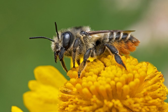 A bee sits on a flower.