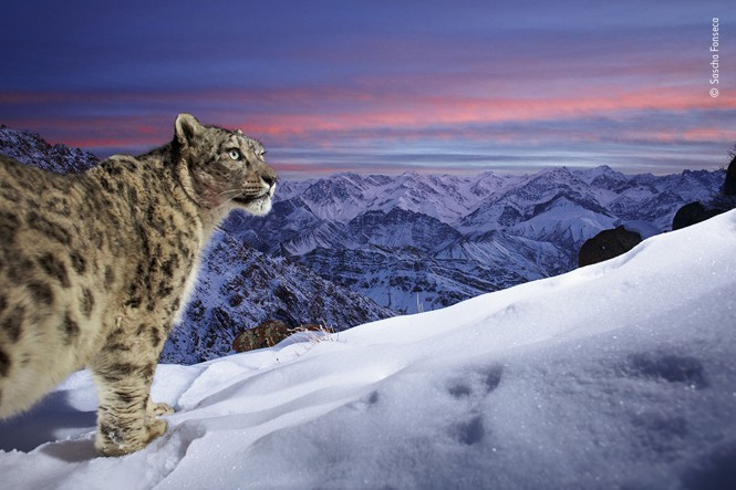 A snow leopard against a backdrop of the mountains of Ladakh in northern India
