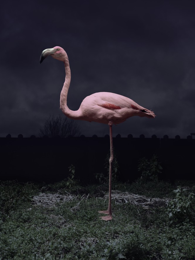 The Untold Story of America’s Most Notorious Flamingo Killer – Spizeo