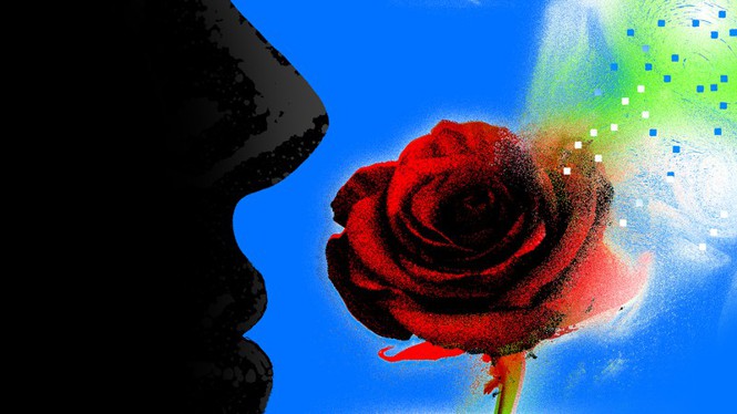 Silhouette of man smelling rose