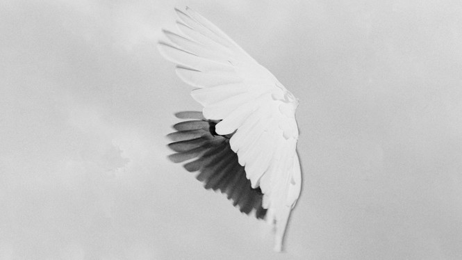 Dove's wings