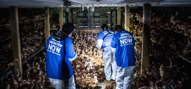 Direct Action Everywhere members at a chicken farm
