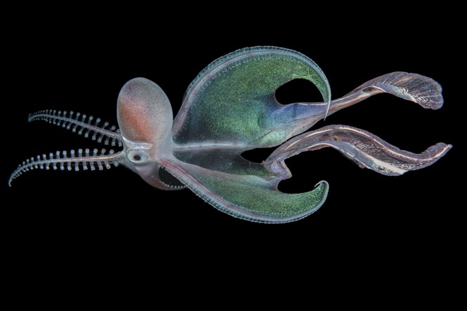 Stunning Cephalopod: Aquatic Life Finalist. The iridescent symmetry of this blanket octopus plays a key role in the cephalopod’s success as a predator. Four species of blanket octopuses roam tropical and subtropical seas—including the Gulf of Mexico, the Indian Ocean, the Great Barrier Reef, and the Mediterranean—searching for fish and crustaceans to eat.