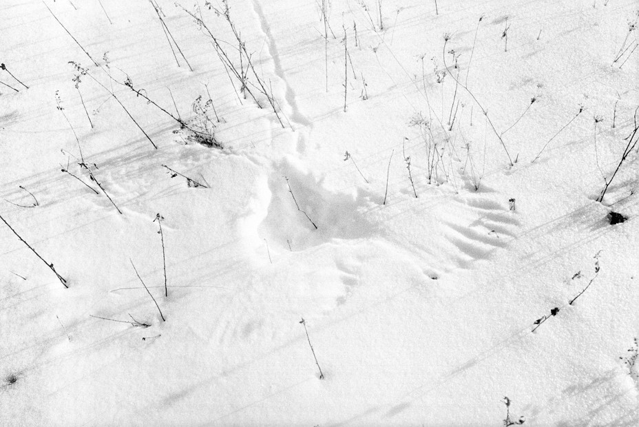 BW image of a birds wings imprinted in the snow