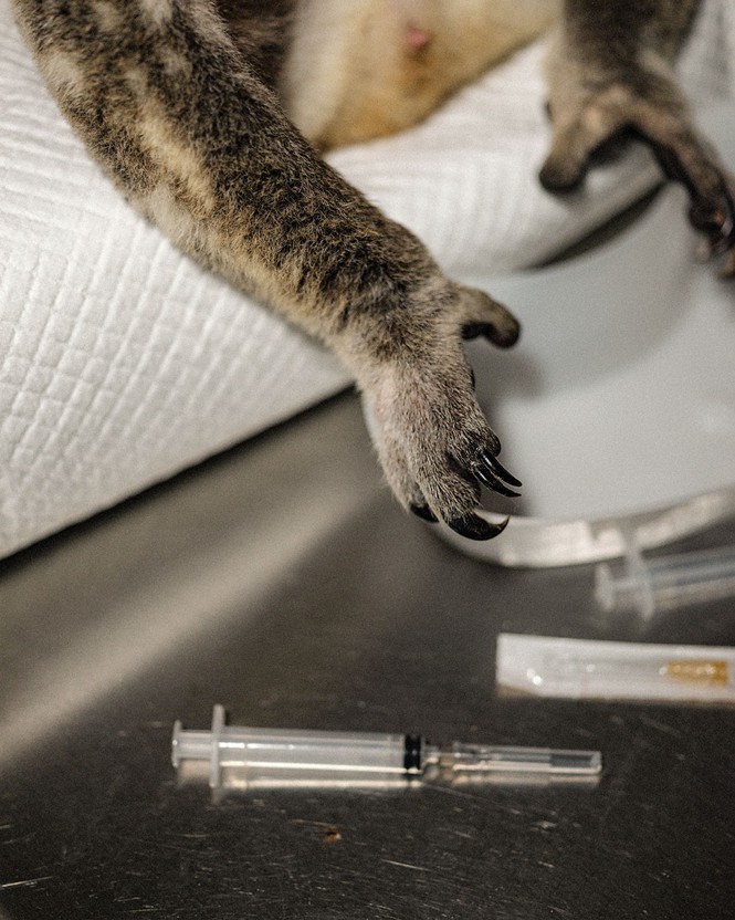 close-up photo of koala paws on pad next to syringes on stainless treatment table