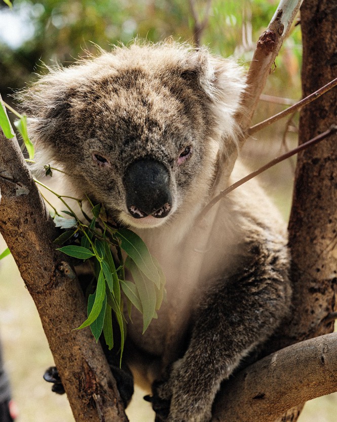 close-up photo of koala in tree with leaves