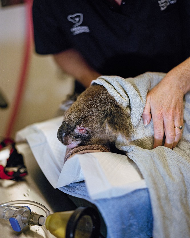 photo of koala on treatment table with person tucking blanket around them