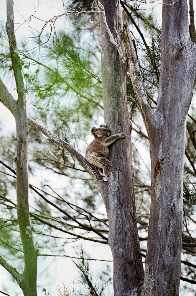 photo from ground of koala high in tree holding on to trunk