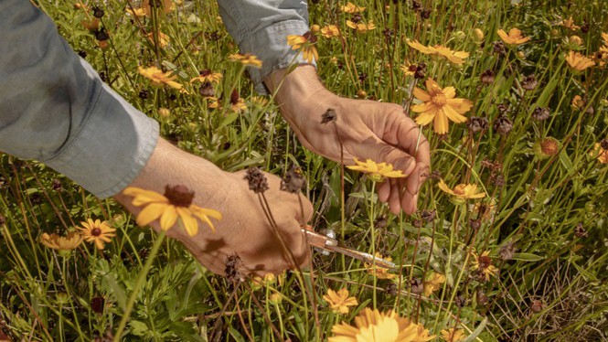 hands cutting a yellow flower