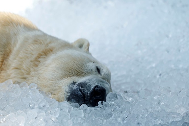 A polar bear rests on ice cubes that were brought to its enclosure during a heat wave at the Prague Zoo.