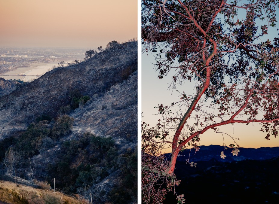 Left to right: a burned mountainside in Los Angeles and a detail of burned tree that is red