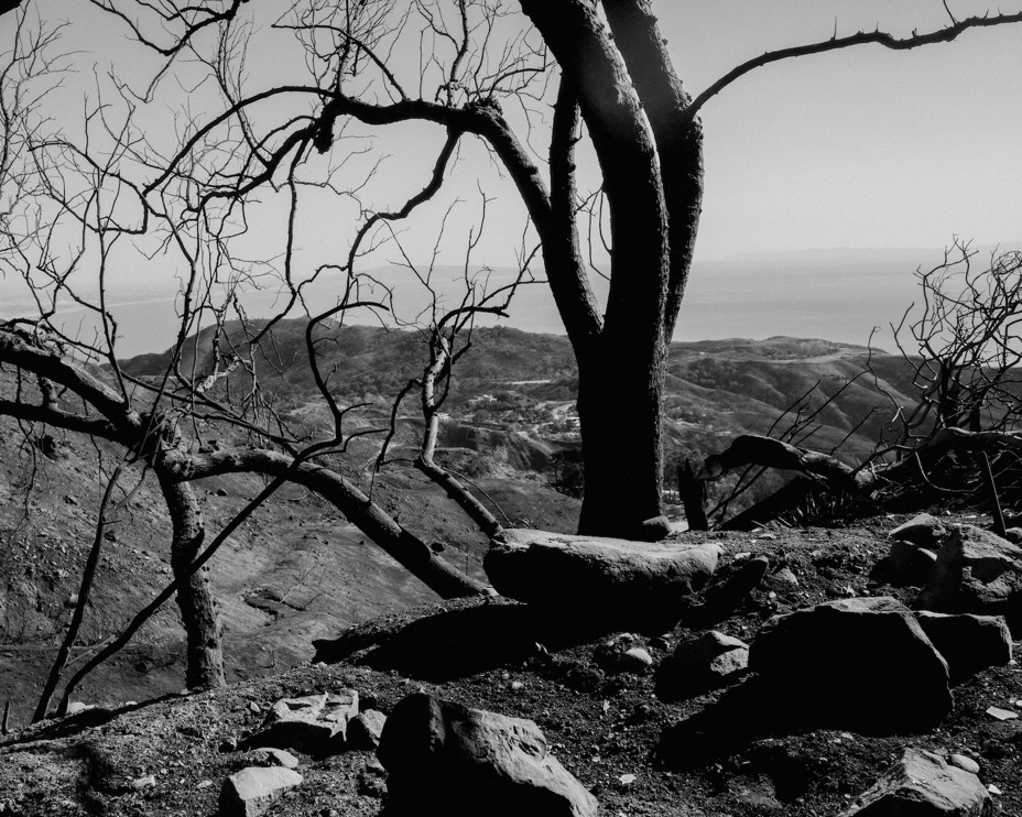 In a black and white photo there is burned trees in front of a mountain range and ocean in Southern California