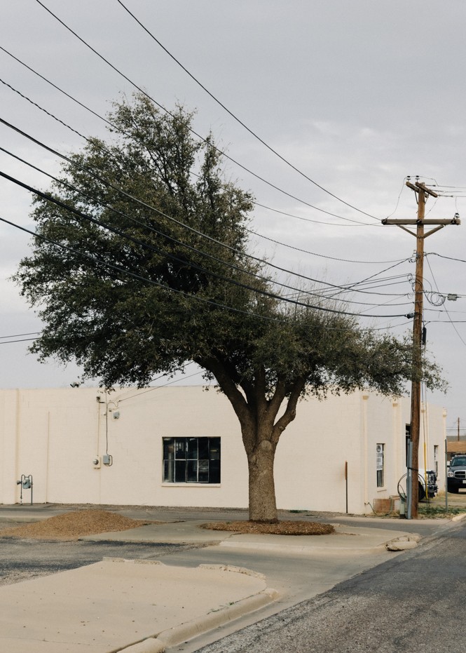 A tree is split as power lines run past it along the street in front of a building