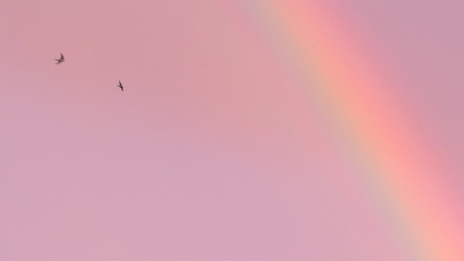 Blurred rainbow against pink sky background with two birds flying