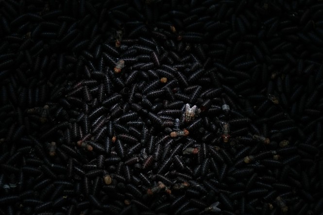 The Screwworm Problem Will Get Worse Before It Can Get Better