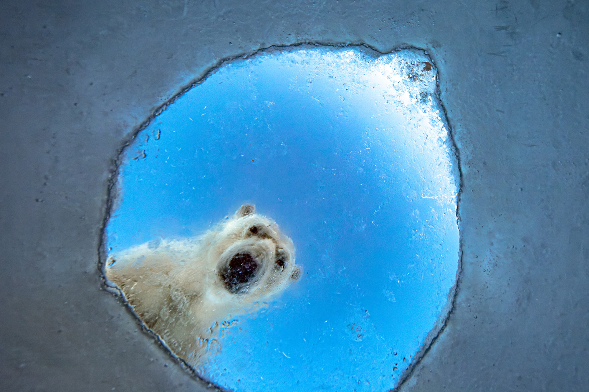 Winners of the European Wildlife Photographer of the Year 2026 Winners of the European Wildlife Photographer of the Year 2026