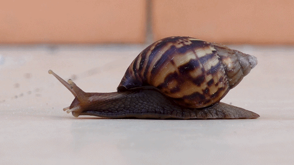 A video of a snail crawling on a floor. 
