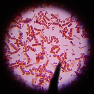 bacteria.JPG