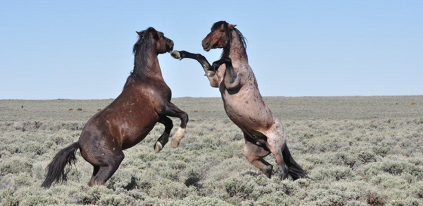 Wild Horses Are Again Losing Their Home On The Range The Atlantic