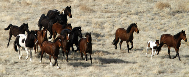 How many wild mustangs are left in the united states Wild Horses Are An Out Of Control Problem In The West And Ranchers And Animal Rights Activists Are Locked In Conflict Over Their Fate The Washington Post