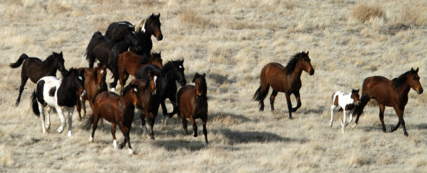 Are We Leading Our Wild Horses To Slaughter The Atlantic