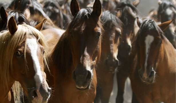 horseshorseshorses-body.jpg