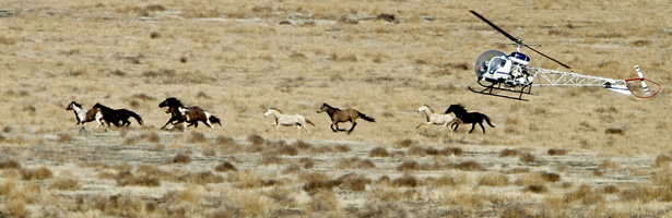 wild horse run-fast.JPG