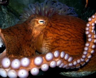 massive reversible octopus