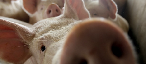 615 pig snout1.jpg
